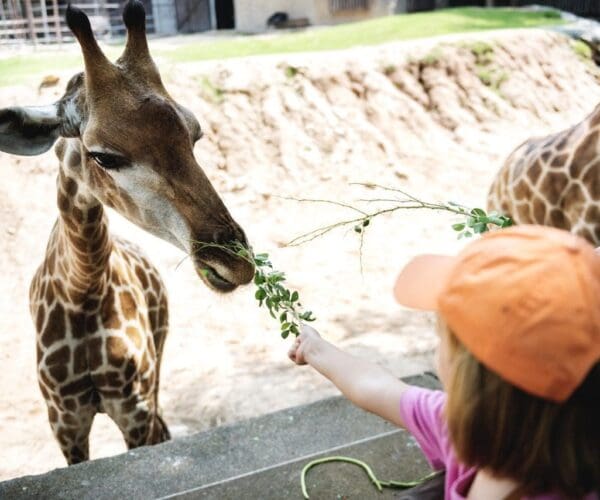 Young caucasian girl feeding the giraffe at the zoo